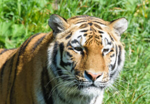 Siberian Tiger Facts