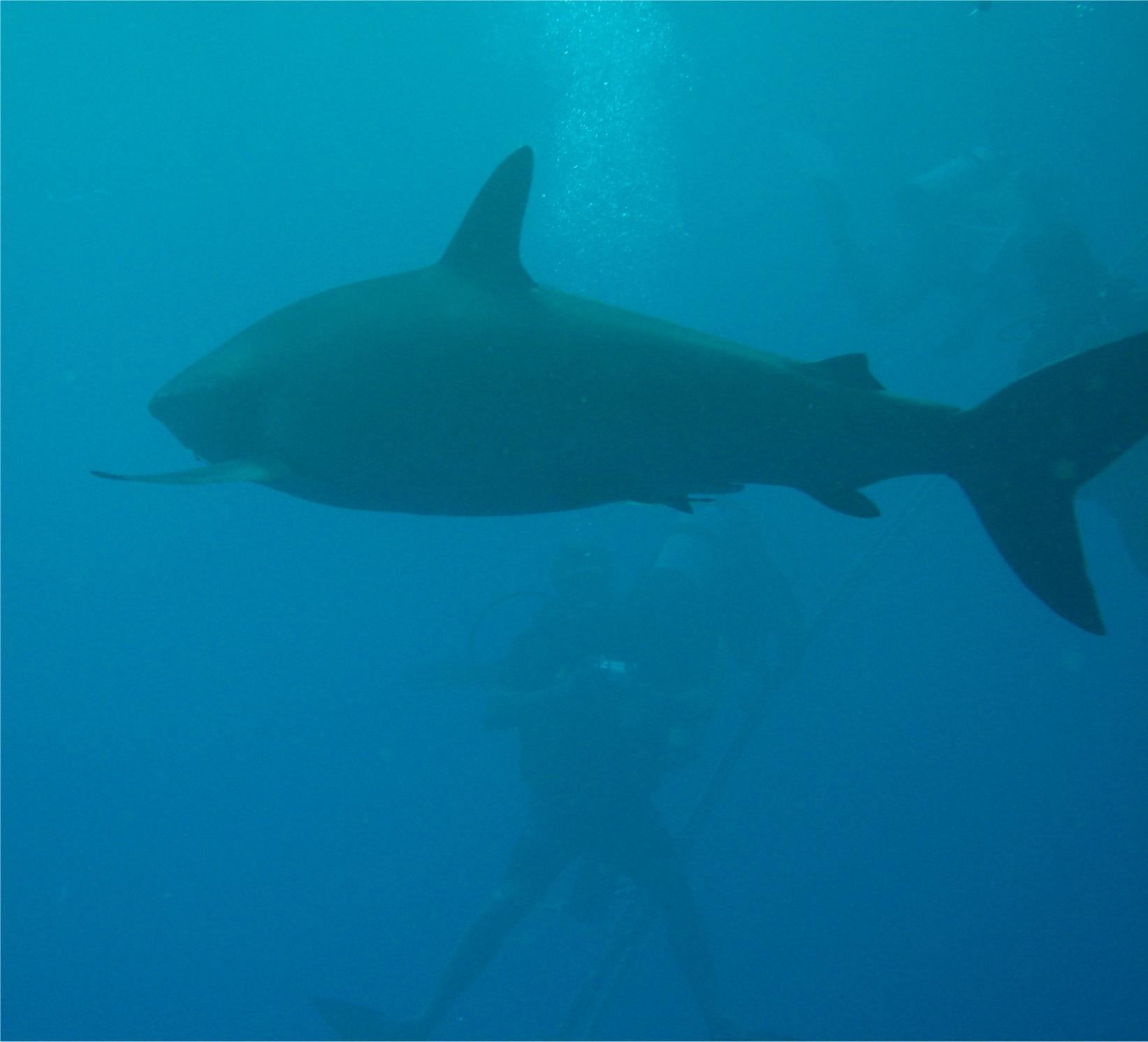 Silky Shark