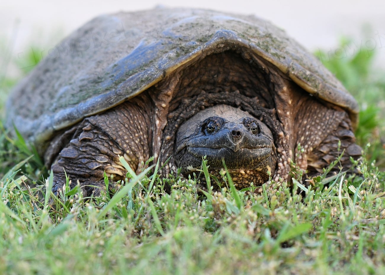 Snapping Turtle Facts