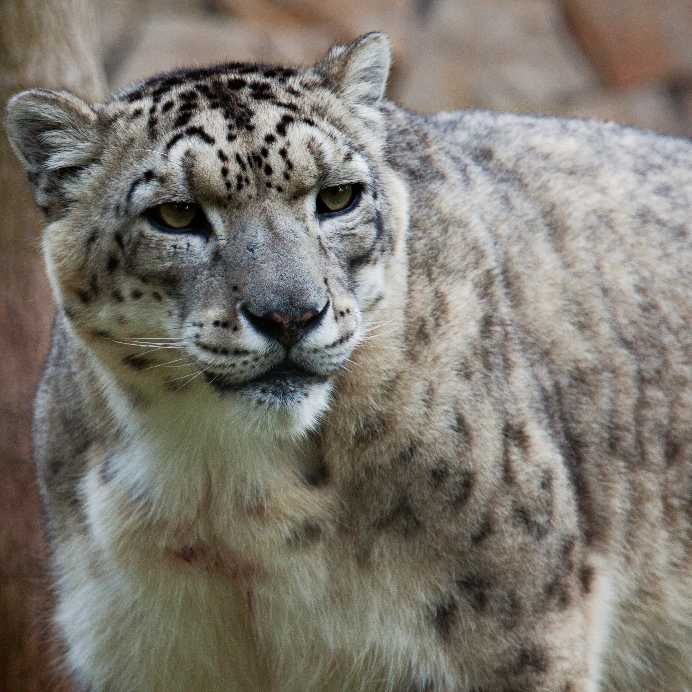 Snow Leopard Facts