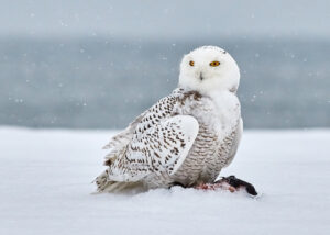 Snowy Owl Facts