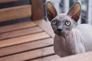 Sphynx Facts