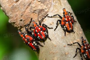 Spotted Lanternfly Facts
