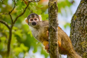Squirrel Monkey Facts
