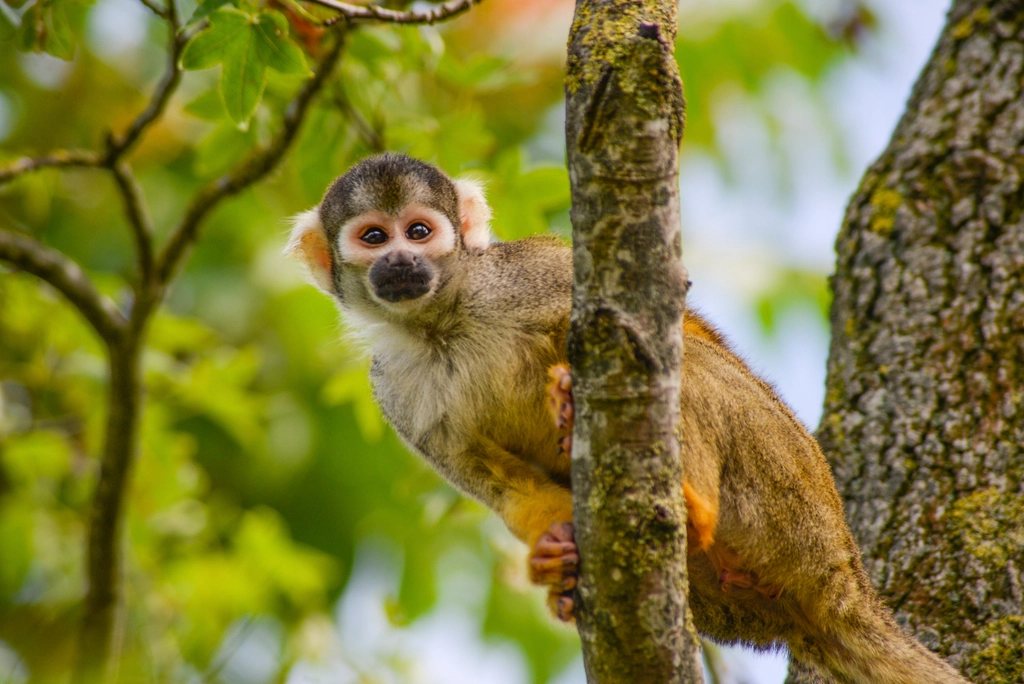 Squirrel Monkey Facts