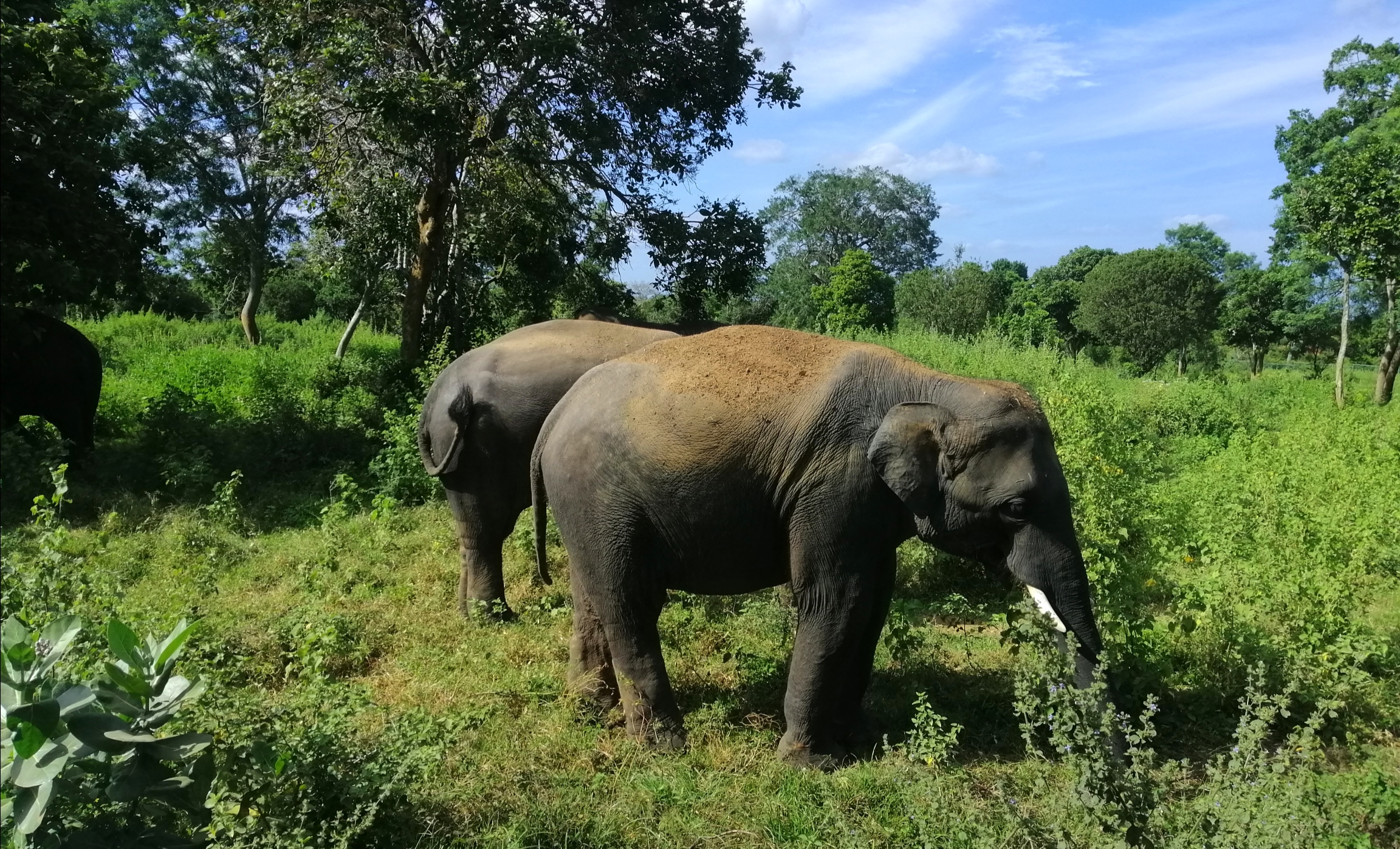 Sri Lankan Elephant Facts