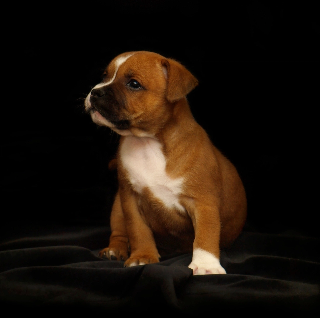 Staffordshire Bull Terrier Facts