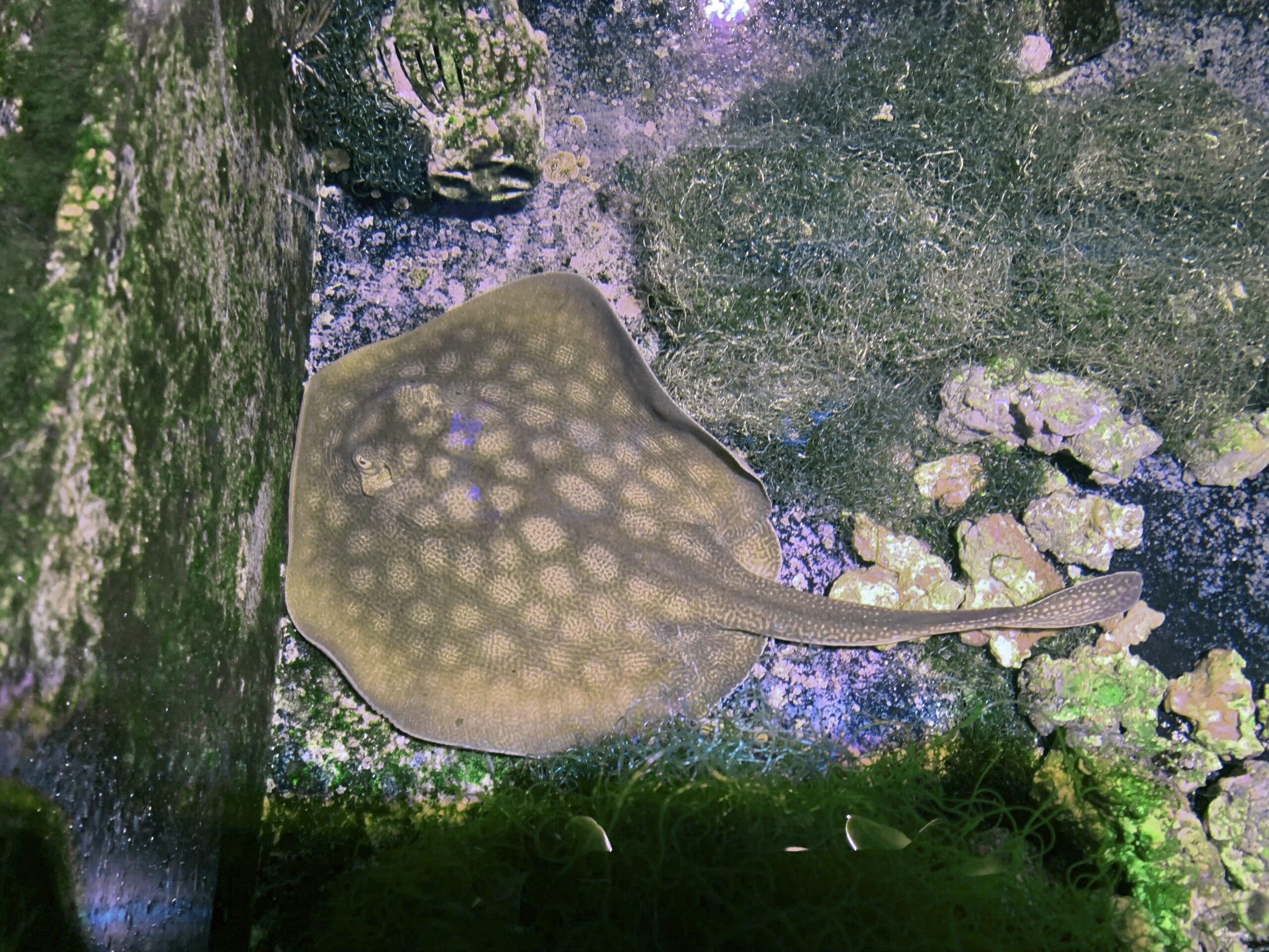 Stingray Facts