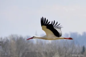 Stork Facts