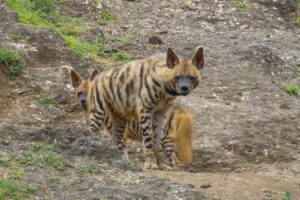 Striped Hyena Facts