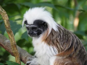 Tamarin Facts