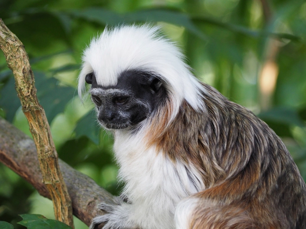 Tamarin Facts