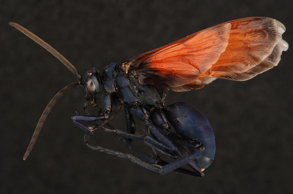 Tarantula Hawk Facts