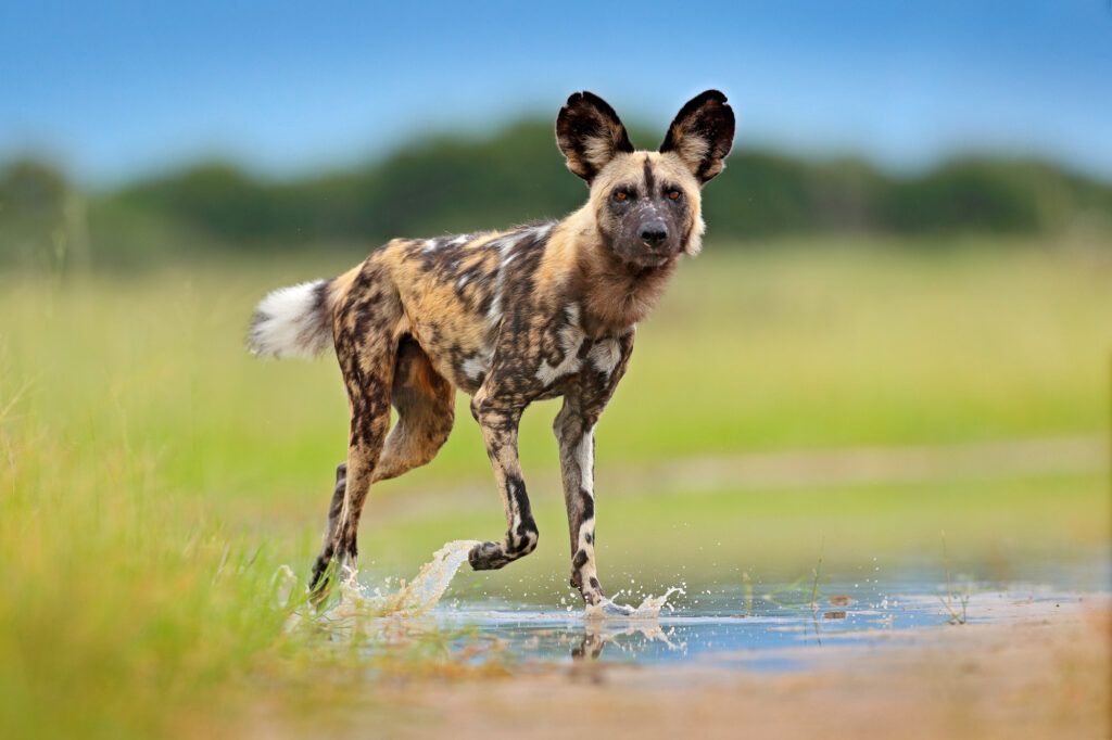 The African Wild Dog