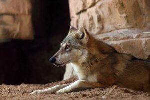 The Arabian wolf facts