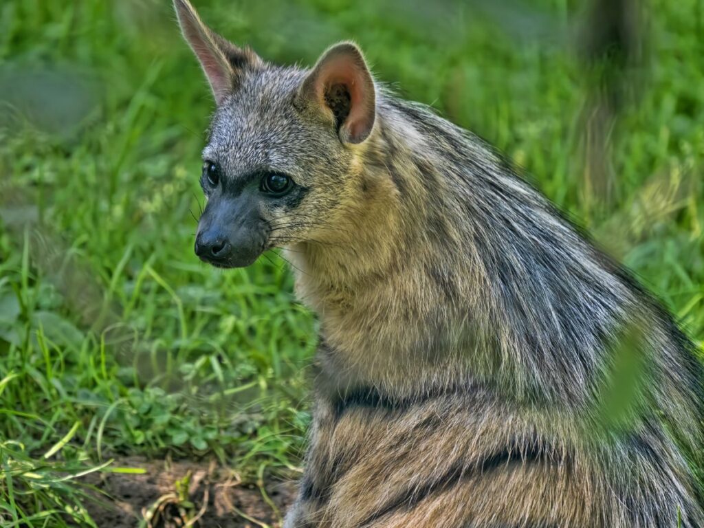 The Proteles cristatus commonly known as the Aardwolf