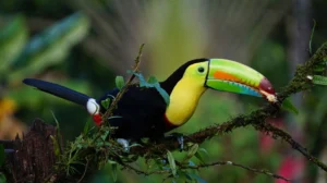 Toucan Facts