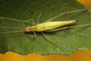 Tree Cricket Facts