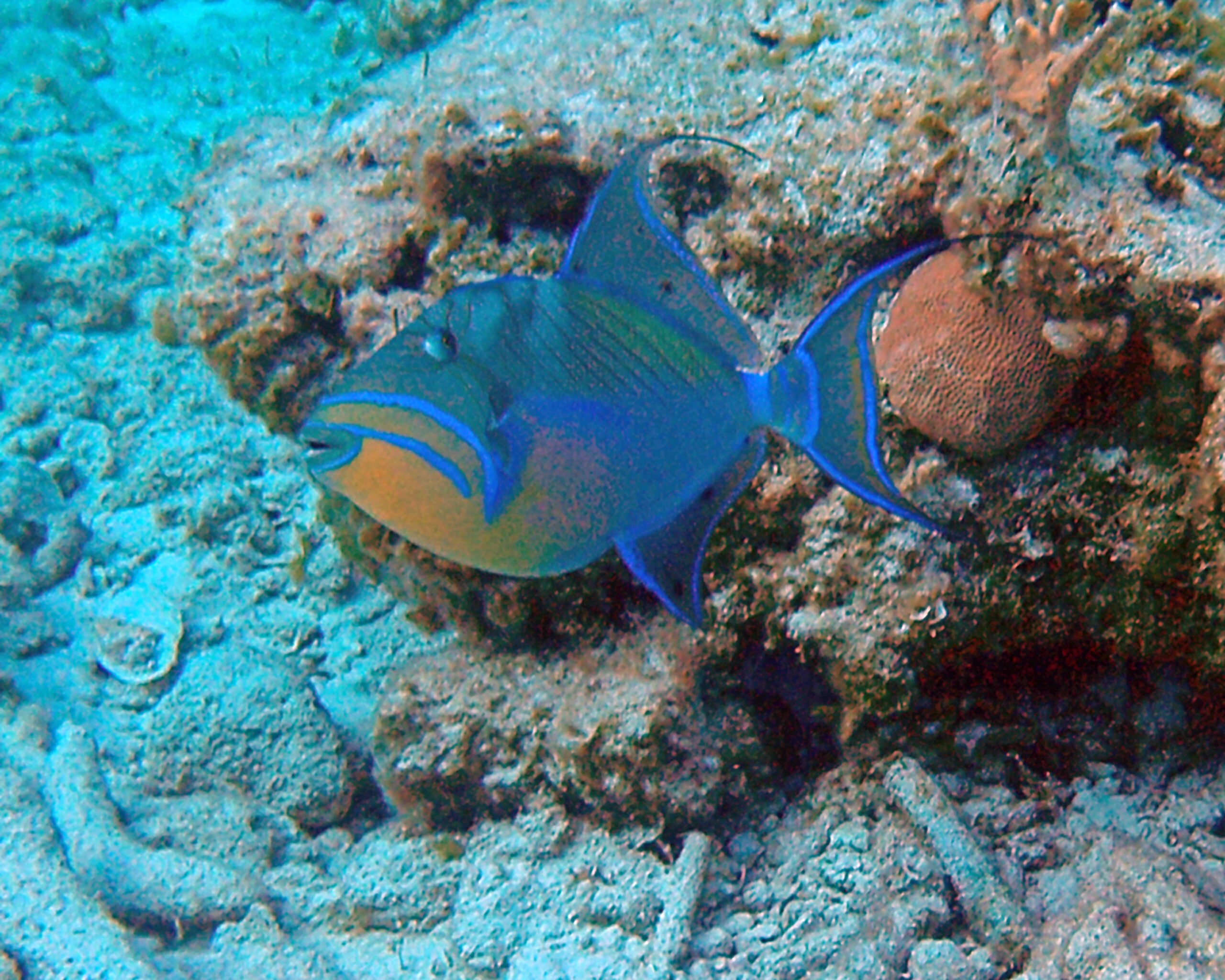 Triggerfish Facts