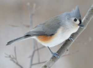 Tufted Titmouse Facts