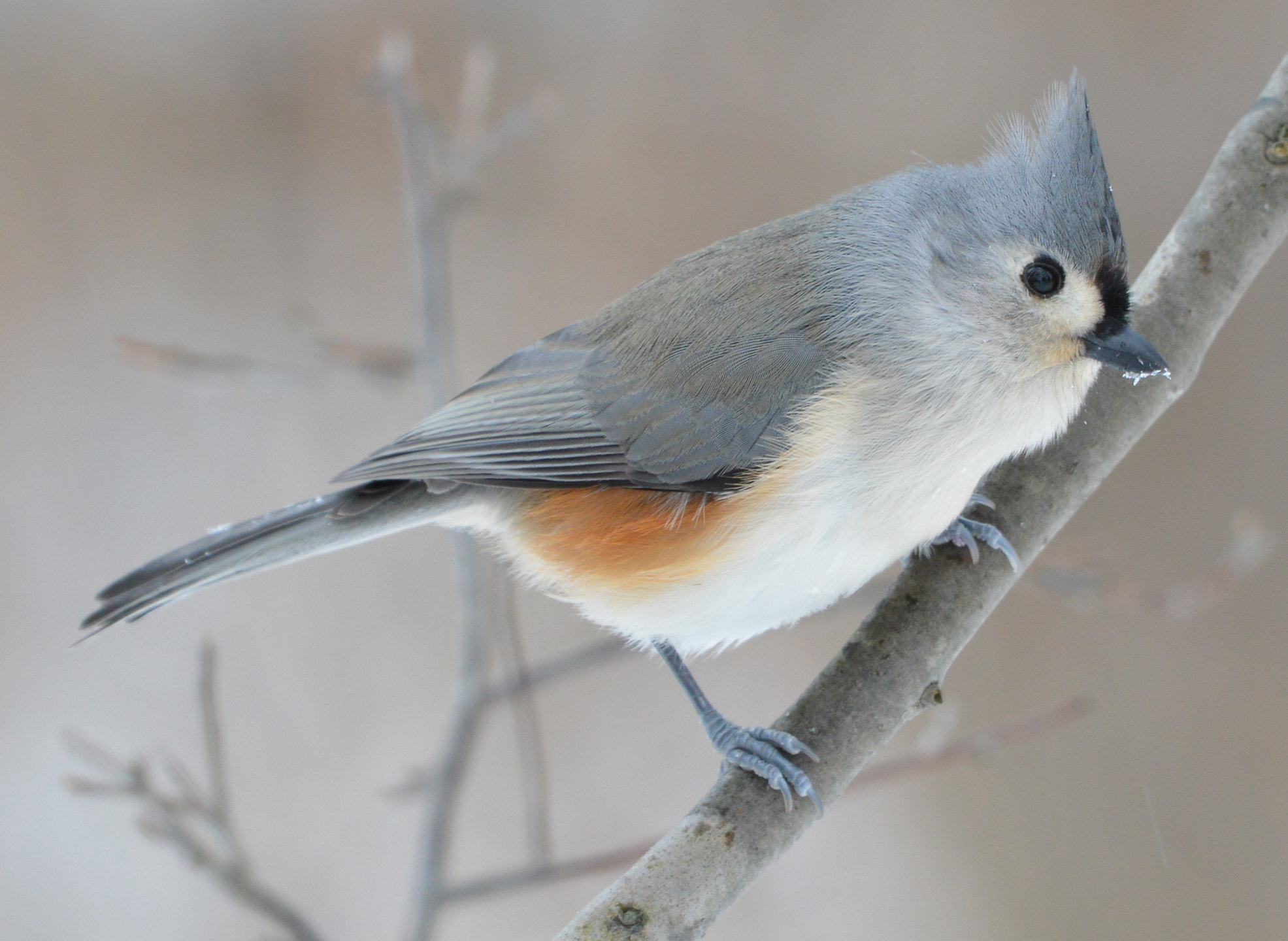 Tufted Titmouse Facts