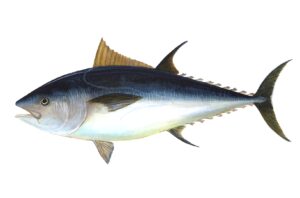 Tuna Facts