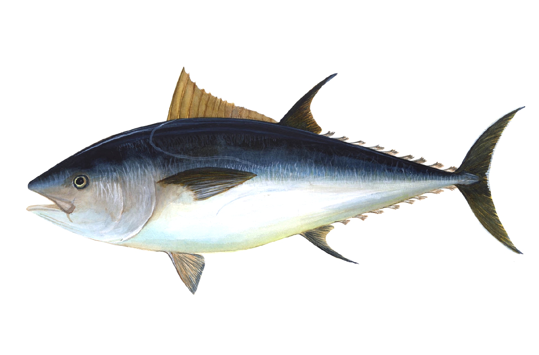 Tuna Facts