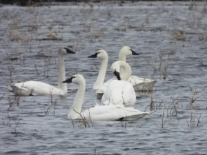 Tundra Swan Facts