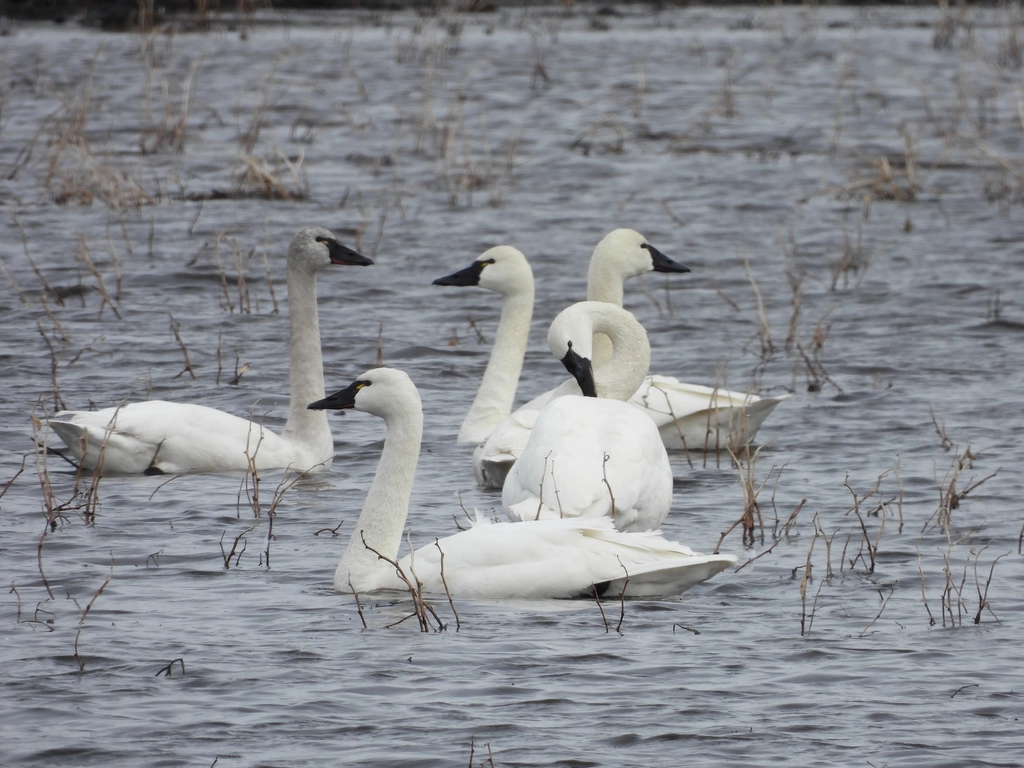 Tundra Swan Facts