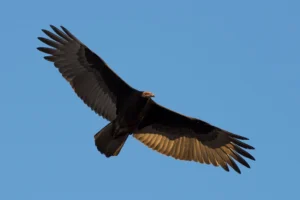 Turkey Vulture Facts