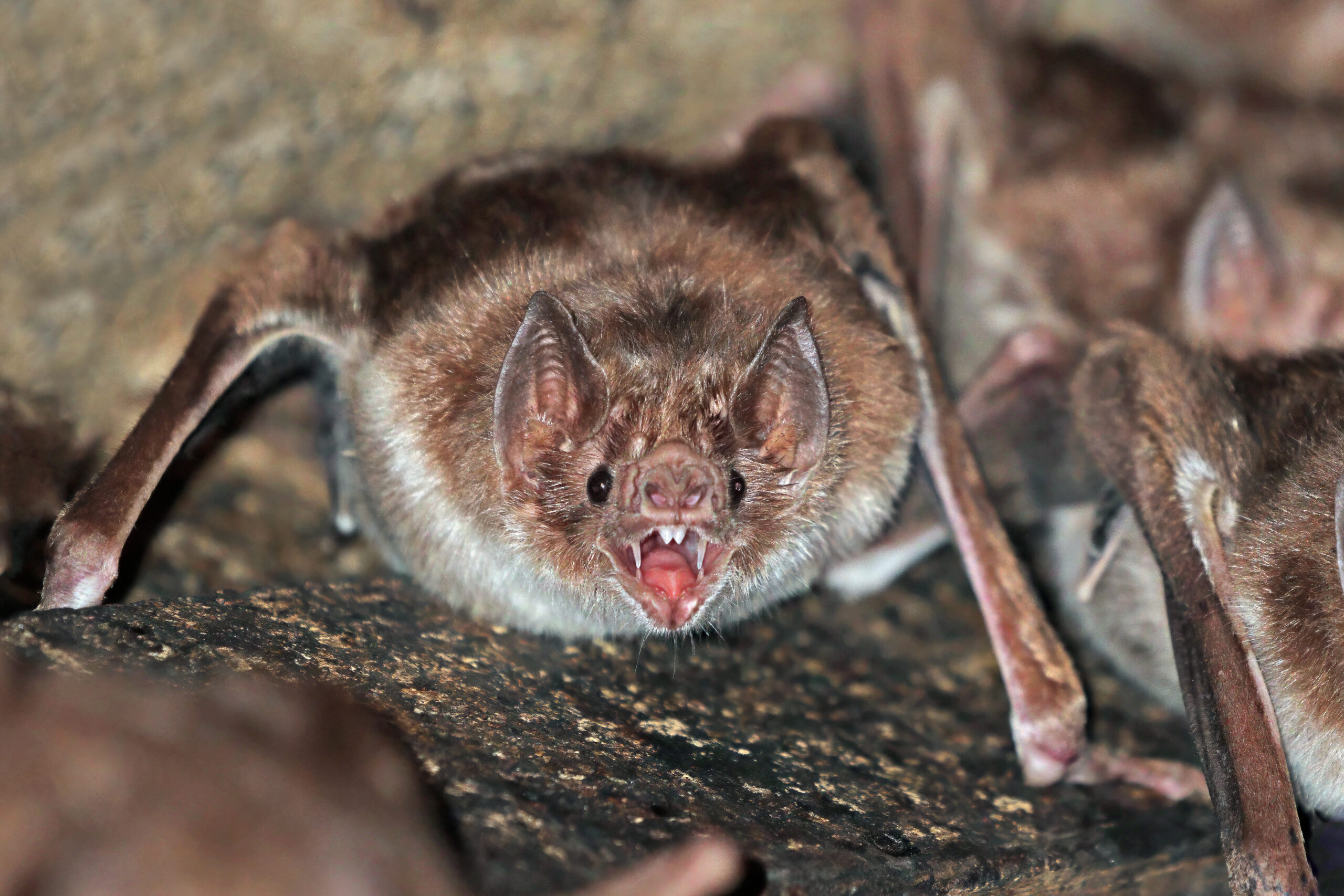 Vampire Bat Facts