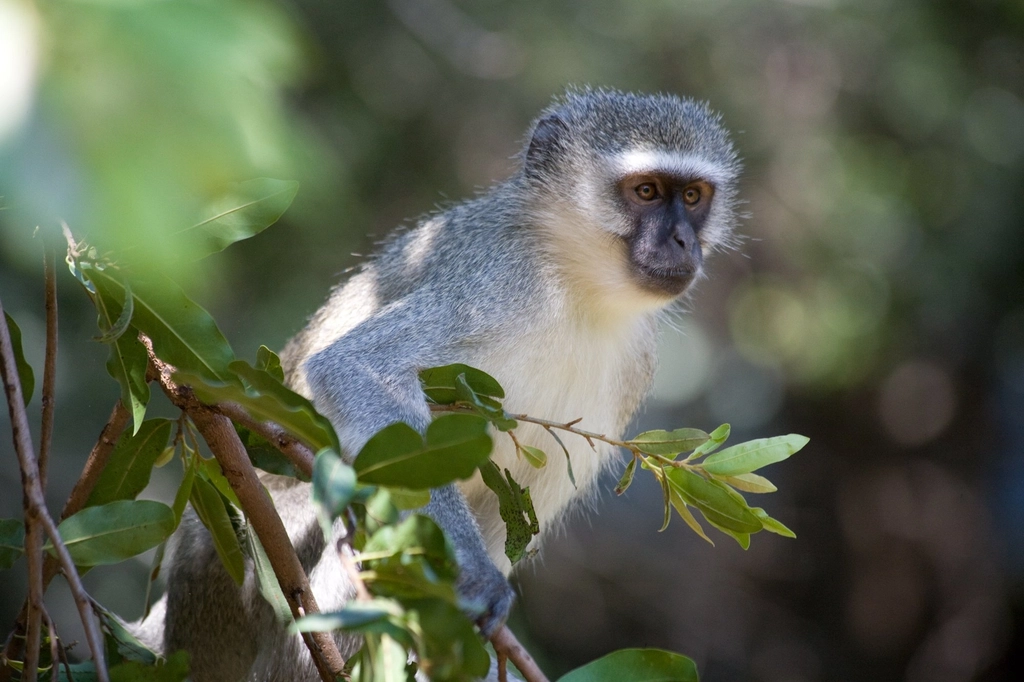 Vervet Monkey Facts
