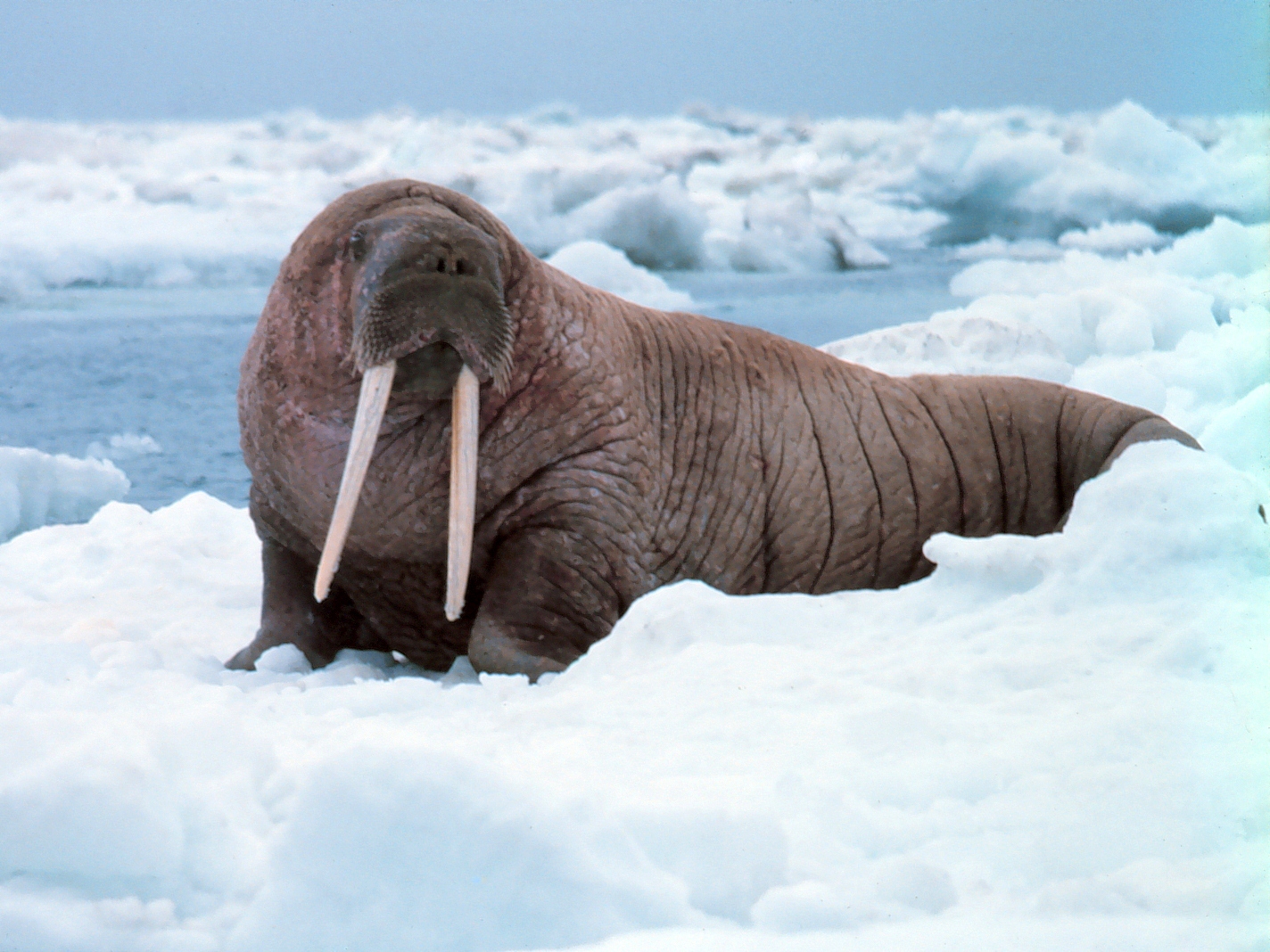 Walrus Facts The Tusked Giants Of The Arctic Animals Discovered