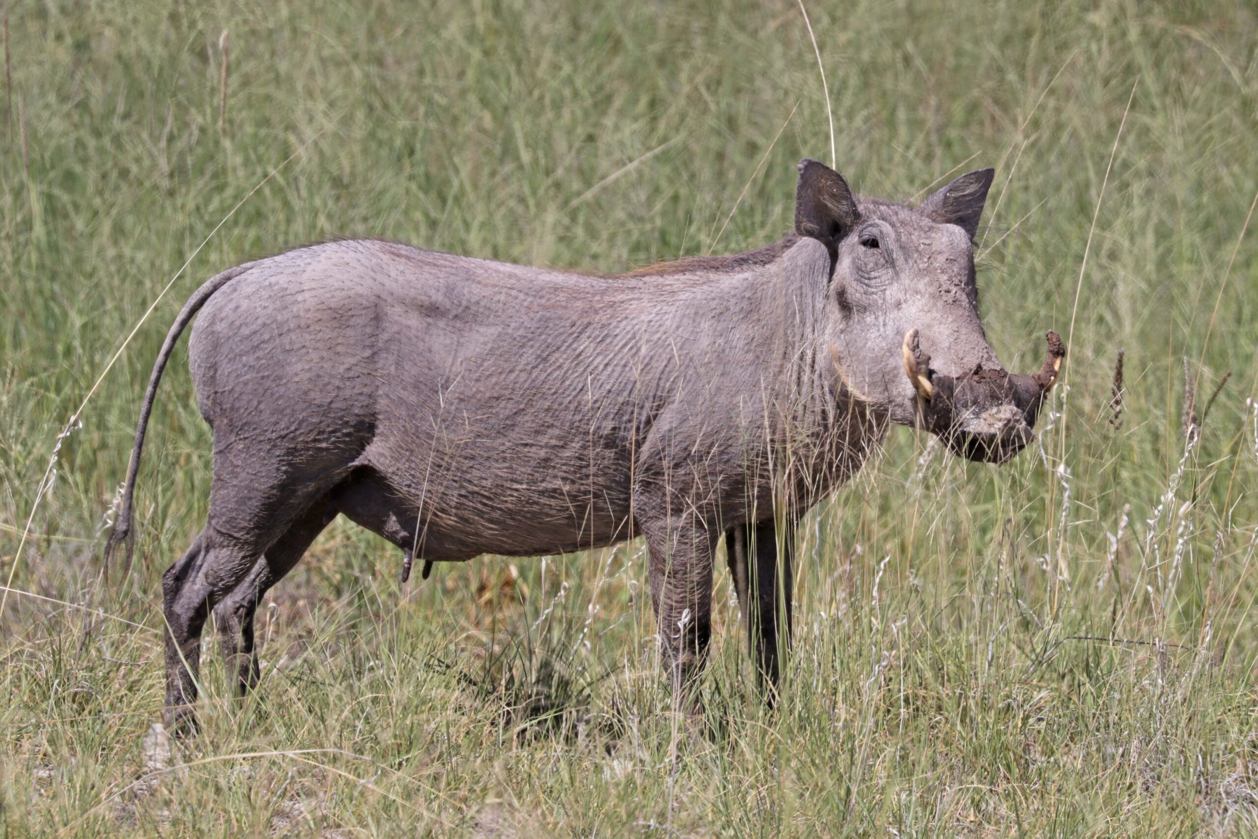 Warthog Facts