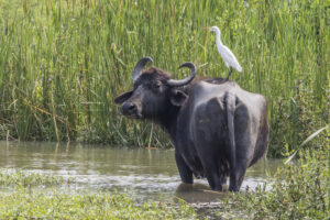 Water Buffalo Facts