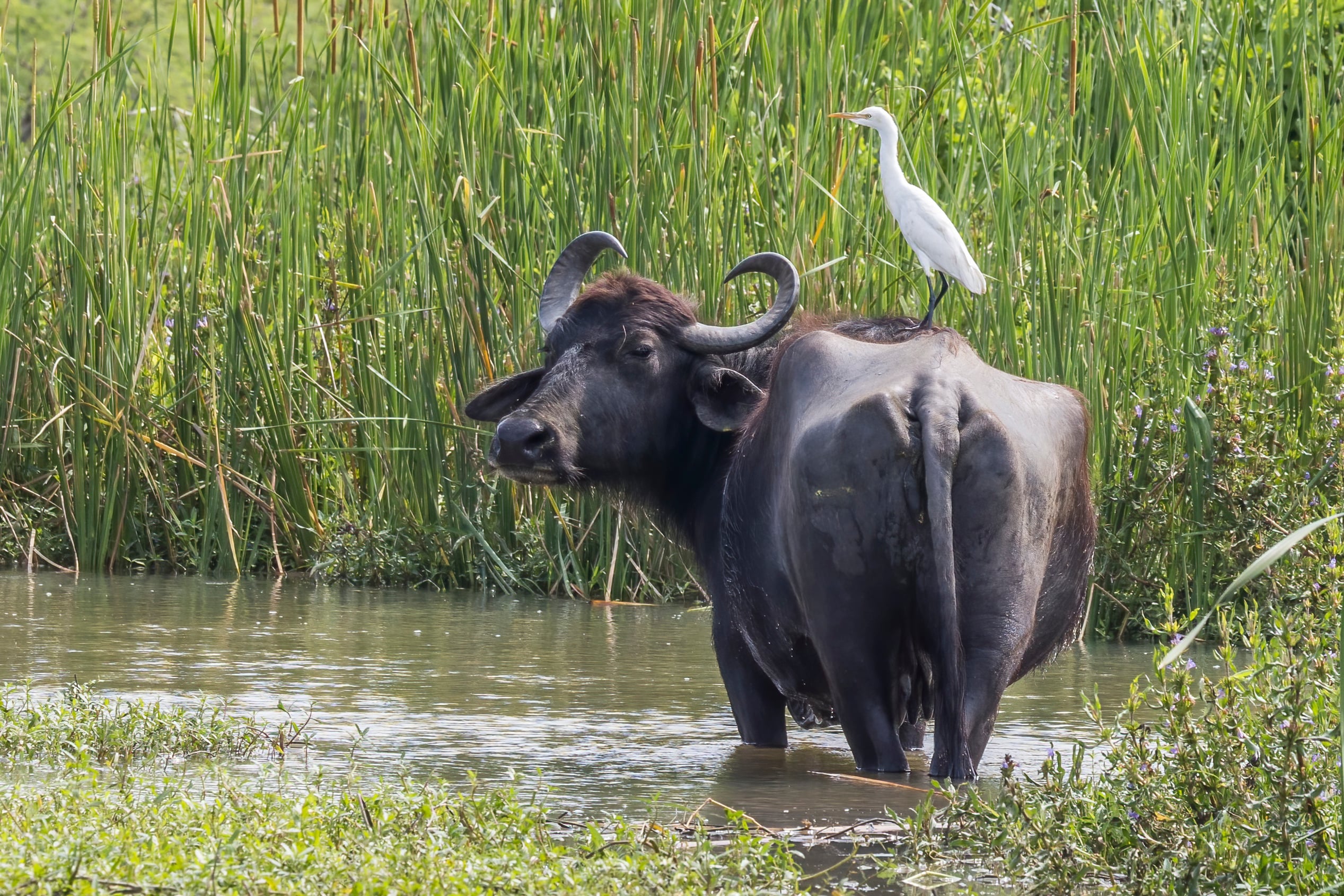 Water Buffalo Facts