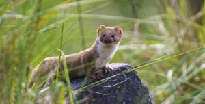 Weasel Facts