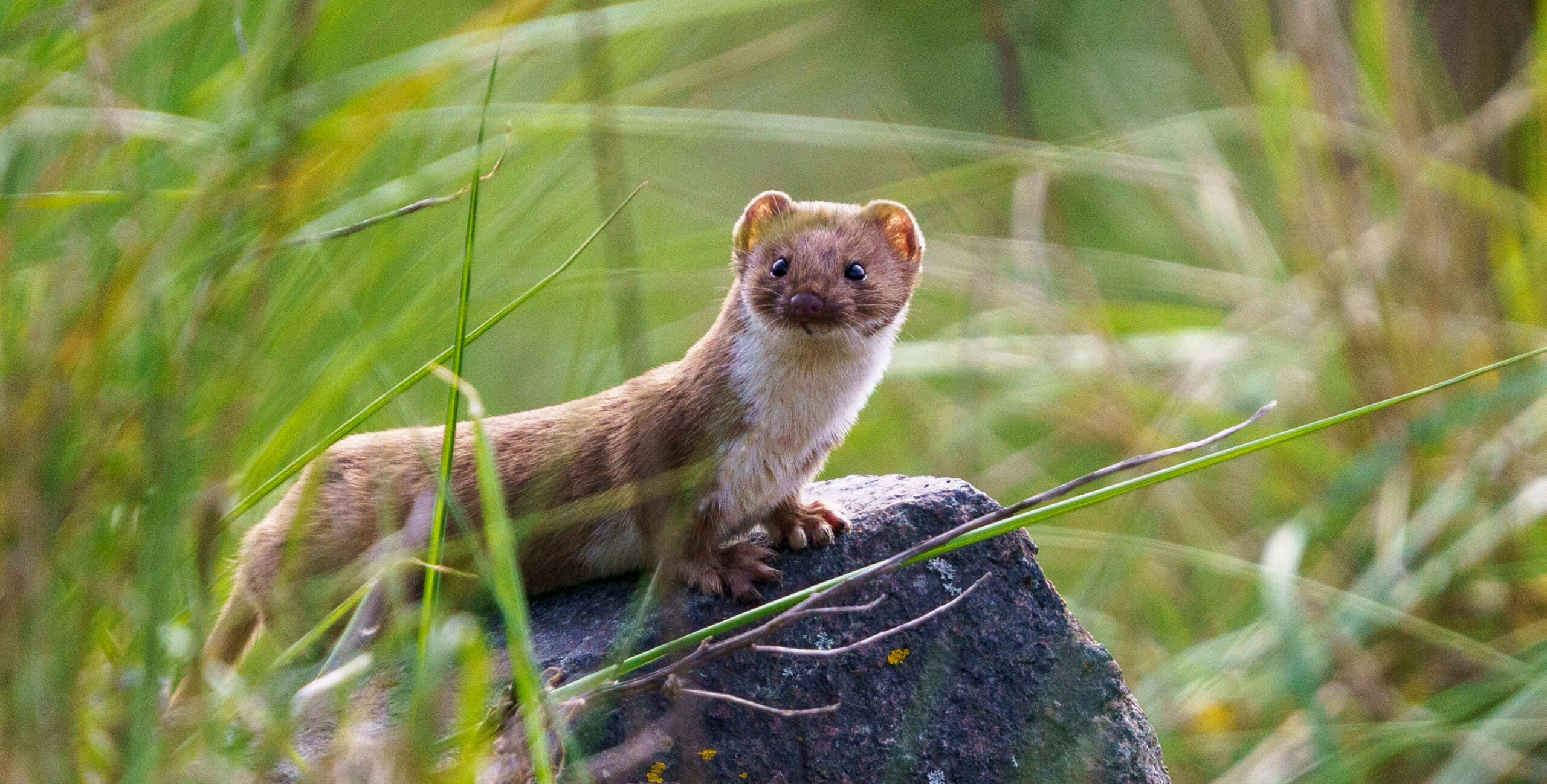 Weasel Facts