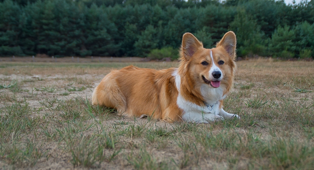 Welsh Corgi Facts