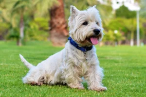 West Highland Terrier Facts