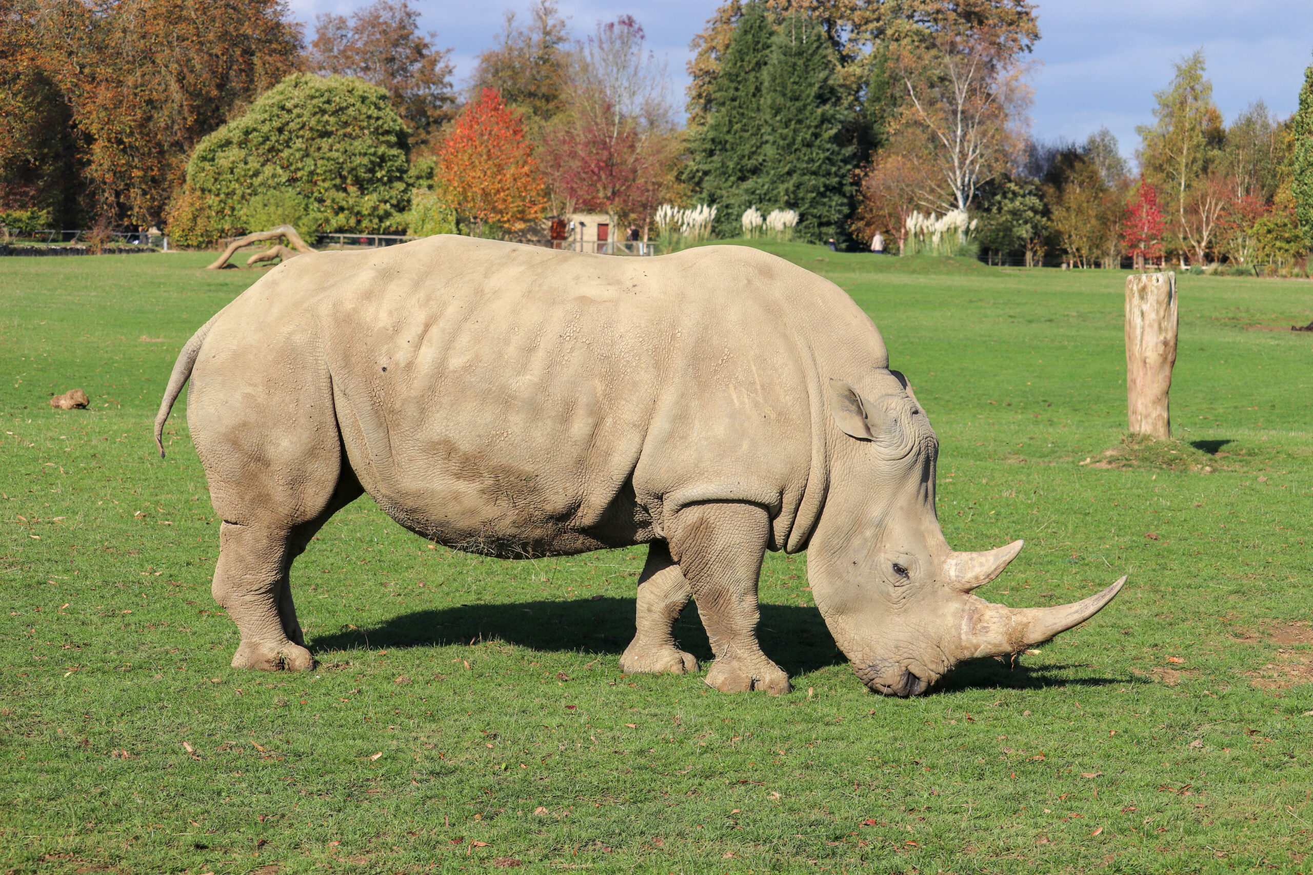 White Rhinoceros Facts