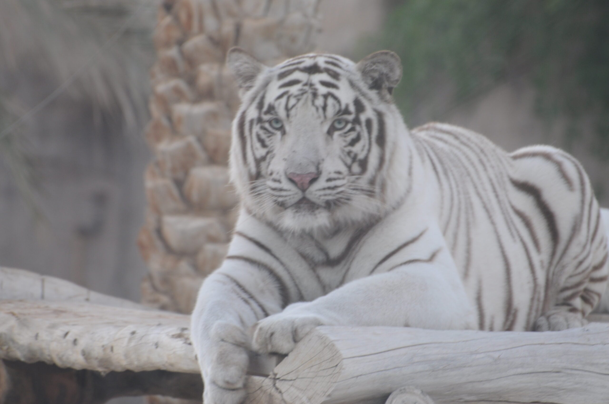 White Tiger Facts