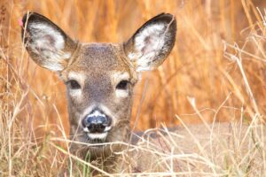 White-tail deer Facts