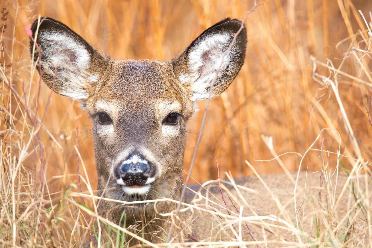 White-tail deer Facts