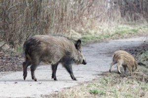 Wild Boar Facts
