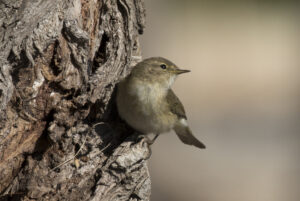 Willow Warbler Facts