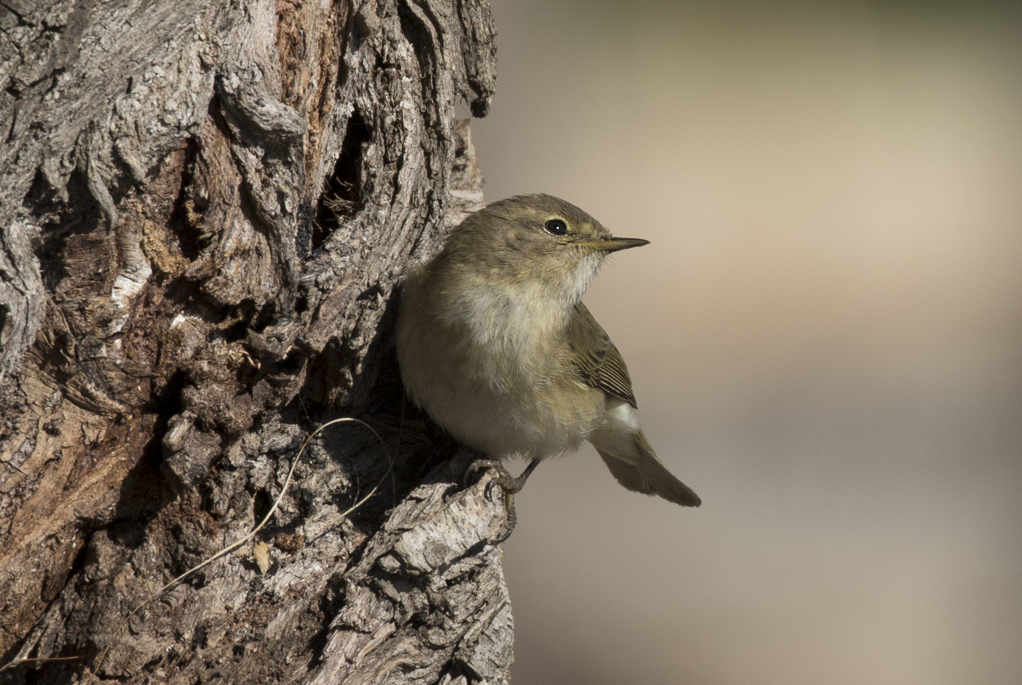 Willow Warbler Facts