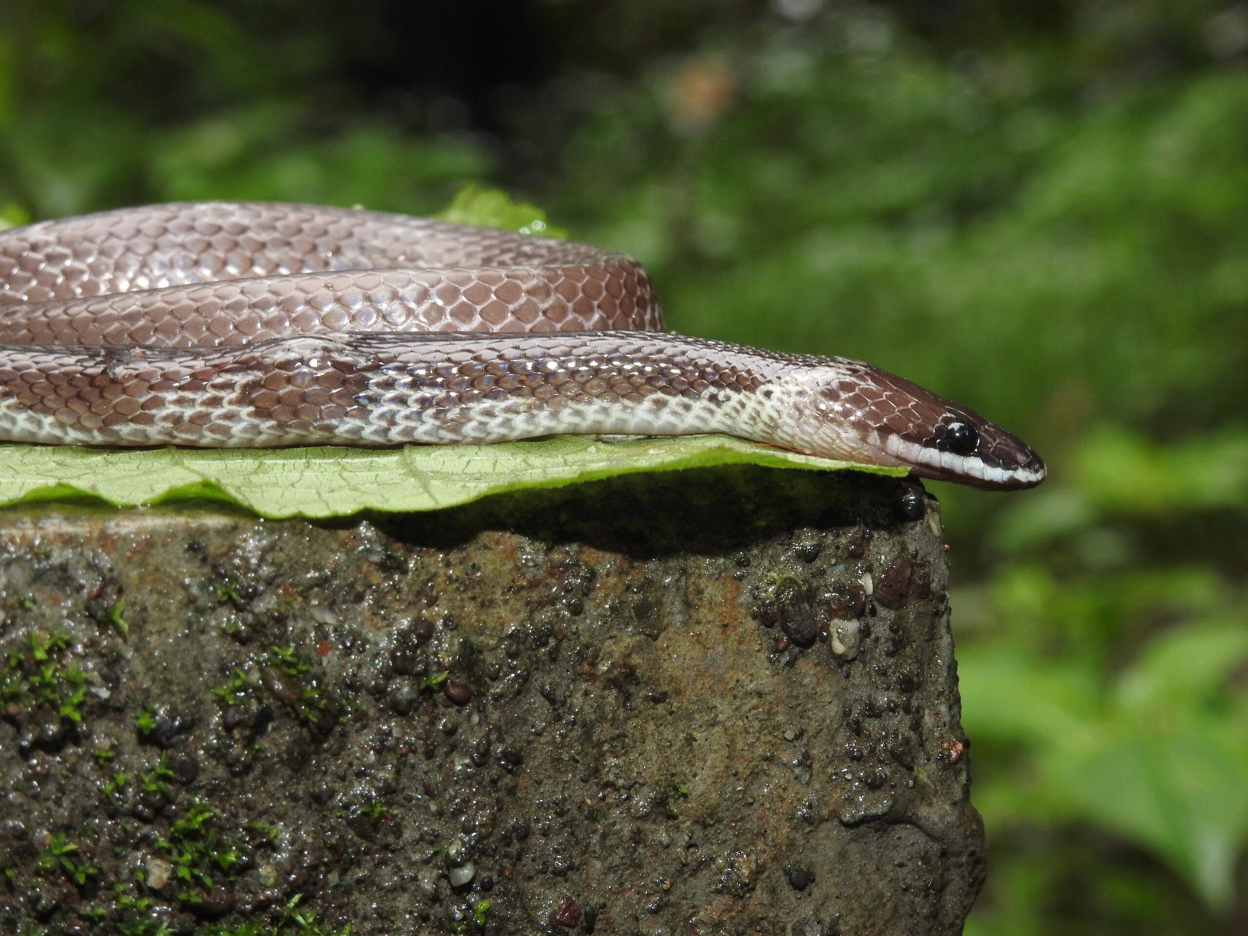Whooolf Snake Wolf Snake Facts: A Venomous Enigma in the Wild - Animals Discovered