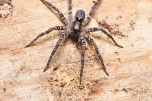 Wolf Spider Facts