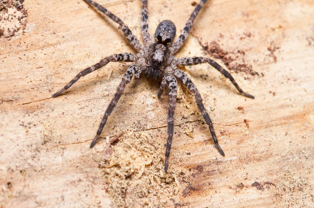 Wolf Spider Facts